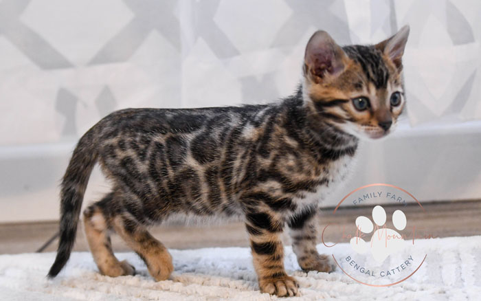 Bengal kitten for sale